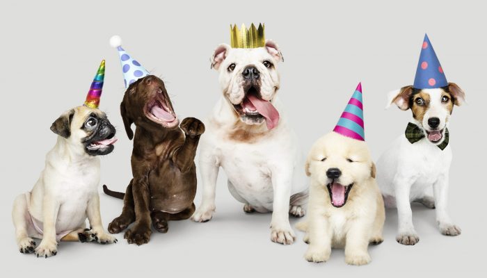 Group of puppies celebrating new year together